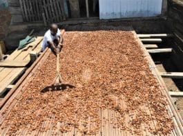 A Ghanaian cocoa farmer dries cocoa beans under the sunshine on a plantation in Eastern Region, Ghana, on May 11, 2021.(Xinhua/Seth)