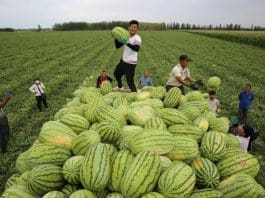Photo taken on July 16, 2021, shows farmers picking ripe watermelons in Apaer village, Qapqal Xibe autonomous county, northwest China’s Xinjiang Uygur autonomous region. (Photo by Hua Yanming/People’s Daily Online)