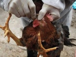 Economics Bird Flu Prevention