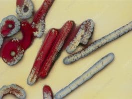 Marburg Virus
