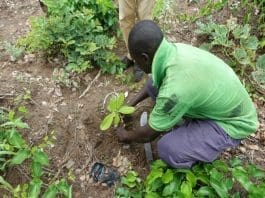 Farmers of Cashew