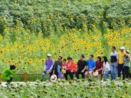 Tourists take pictures in a sea of sunflowers in Hongqi village, Baiyi township, Wudang district, Guiyang city, capital of southwest China’s Guizhou province, August 28, 2021. (Photo by Qiao Qiming/People’s Daily Online)