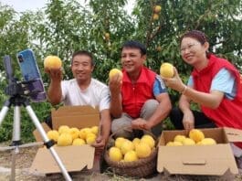 Cadres dispatched to Gudao village, Shawan, Xinjiang Uygur autonomous region, joins a livestream marketing activity with local farmers, Sept. 1, 2021. (Photo by Lan Ling/People's Daily Online)