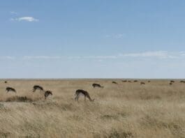 Photo taken on May 15, 2021 shows springboks in Etosha National Park, Namibia. Namibia is home to an array of wildlife, from ostriches and zebras roaming the gravel plains to penguins and seals chilling in the Atlantic currents. (Photo by Wang Peng/Xinhua)