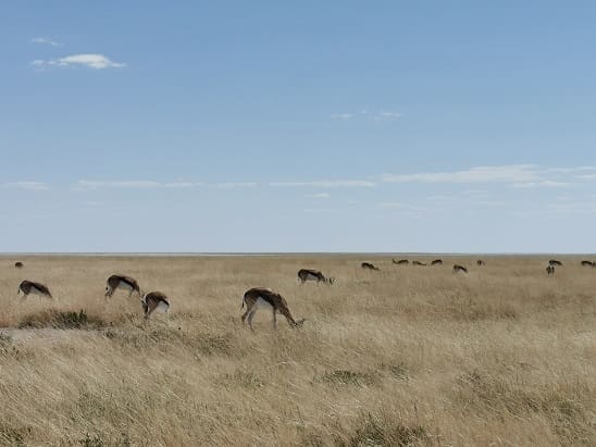 Photo taken on May 15, 2021 shows springboks in Etosha National Park, Namibia. Namibia is home to an array of wildlife, from ostriches and zebras roaming the gravel plains to penguins and seals chilling in the Atlantic currents. (Photo by Wang Peng/Xinhua) Photo taken on May 15, 2021 shows springboks in Etosha National Park, Namibia. Namibia is home to an array of wildlife, from ostriches and zebras roaming the gravel plains to penguins and seals chilling in the Atlantic currents. (Photo by Wang Peng/Xinhua)
