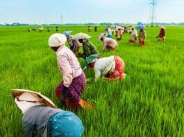 Agriculture