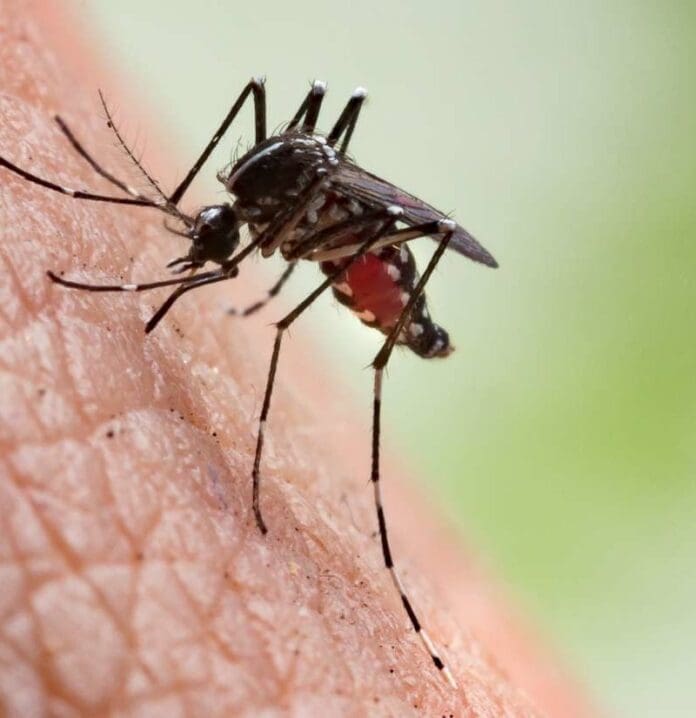 Mosquitoes