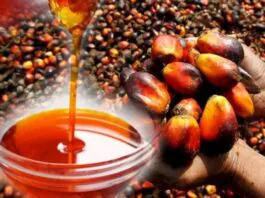 Palm Oil Production
