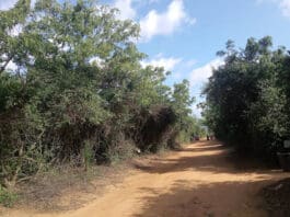 Achimota Forest