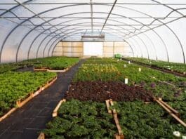 Science Kumasi Agriculture