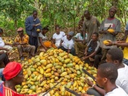 Cocoa Farmers
