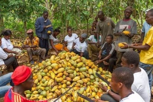 Cocoa Farmers Cocoa Farmers