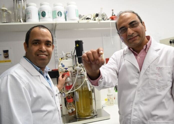 Medical Biotechnology scientist Associate Professor Munish Puri and Bioprocessing Lab researcher Dr Adarsha Gupta with locally sourced Australian microalgae in culture, and the powdered and processed material produced for biodiesel production.