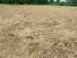 farmlands where maize had been grown yet to germinate