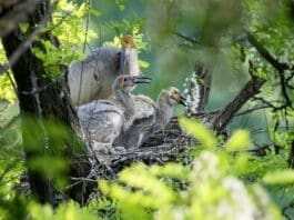 An adult crested ibis and two young birds rest on a tree near the Juhe River, Yaozhou district, Tongchuan, northwest China’s Shaanxi province, May 6, 2022. (Photo by Shi Tonggang/People's Daily Online
