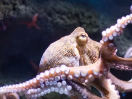Octopus