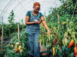 Digital Agriculture In Africa