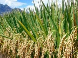 Local Rice