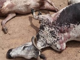 Social Youth Herdsmen