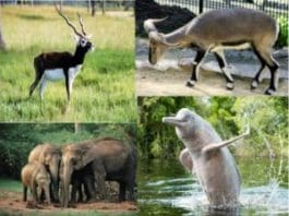 Wildlife resources