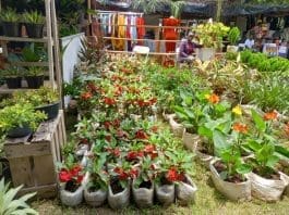 Environment Investment Horticulture