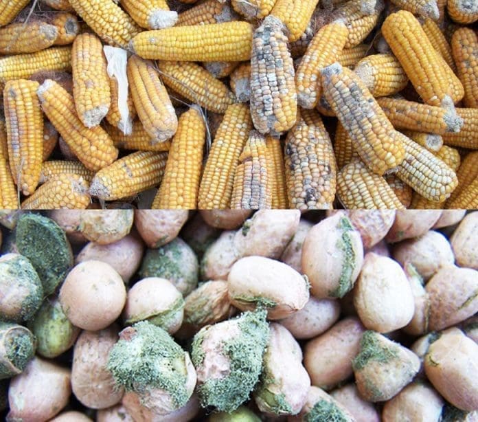 Aflatoxins Food Safety