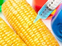 Biotechnology In Food And Agriculture Particularly Genetic Engineering Has Become The Focus Of A Global War Of Rhetoric