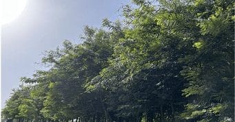 Environment Forest Project Ll