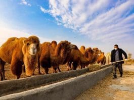 A farmer feeds camels in Hutubi county, Changji Hui autonomous prefecture, northwest China's Xinjiang Uygur autonomous region, Nov. 5, 2022. (Photo by Wang Junwei/People's Daily Online)