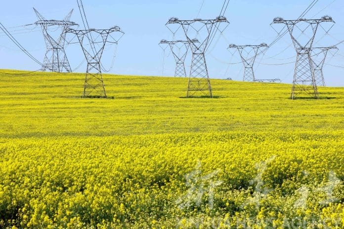 Canola plants blossom in a field beneath electricity pylons, as South African utility Eskom experiences frequent power outages, near Cape Town, South Africa, September 8, 2022. REUTERS/Esa Alexander