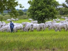 IFAD is developing a new project together with the Green Climate Fund in East Africa (Kenya, Rwanda, Tanzania and Uganda) to bring the dairy sector down to zero net emissions.
