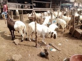 Economic Livestock Christmas