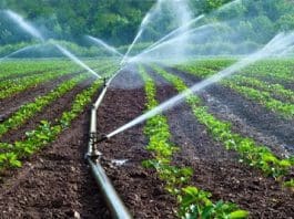 Irrigation Farming