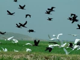 IFAD calls for a robust and ambitious agreement at biodiversity COP to protect the future of rural communities and food security around the world.