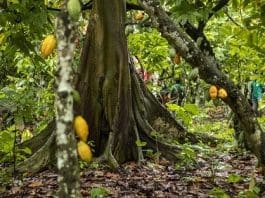 Agroforestry