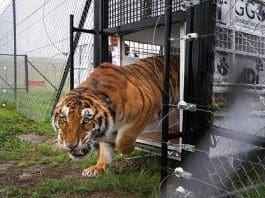 Captive Tiger Euthanized In South Africa
