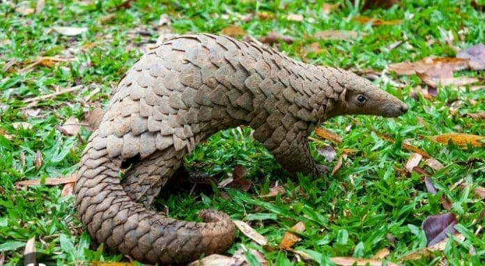 Environment Rescue Pangolin