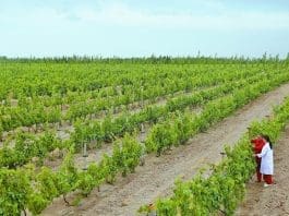 Technicians check the growth of grapes in a plantation base of a vineyard in Kekeya township, Wensu county, Aksu prefecture, northwest China's Xinjiang Uygur autonomous region. (Photo from Xinjiang Daily)