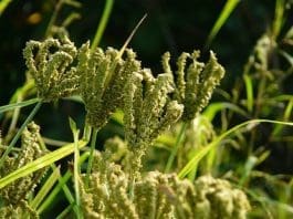 Small Millets Which Are Mostly Orphan Crops Play Significant Roles In The Diets And Nutrition Of Local Indigenous People In Africa