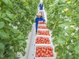Tomatoes are picked in an agricultural technology demonstration park in Xinzhuang township, Suqian, east China's Jiangsu province. (Photo by Xu Jianghai/People's Daily Online)