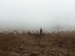 For the past three years, Prof Yonas Bahta has studied the resilience of smallholder livestock farmers in agricultural drought, and the competitiveness of agri-food commodities.