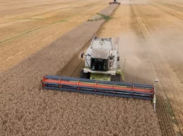 Grain Production