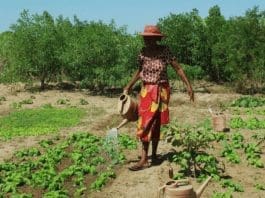 © RCO Madagascar – A woman waters her vegetable garden, planted with support from the Food and Agriculture Organization.