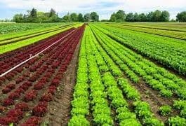 Cash Crops