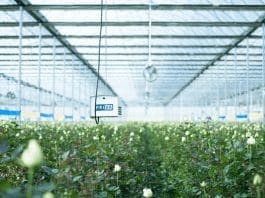 Photo shows a greenhouse at a demonstration park for modern floriculture in Kunming, capital of Yunnan province. The park is managed by Yuntianhua, a company engaged in the manufacturing and selling of chemical products. (Photo from Yuntianhua)