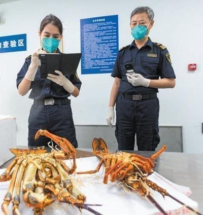 Customs staff members conduct inspections of imported lobsters at Beijing Capital International Airport in Beijing, capital of China. (Photo/Fang Xing) Customs staff members conduct inspections of imported lobsters at Beijing Capital International Airport in Beijing, capital of China. (Photo/Fang Xing)