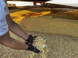 In this photo released by United Nations, a UN official of the Joint Coordination Centre carries out an inspection on board of the bulk cargo ship TQ Samsun, which traveled from Odessa, Ukraine, loaded with grain, while is anchored in the Black Sea, near the entrance of the Bosphorus Strait in Istanbul on July 17, 2023. (PHOTO / AP)