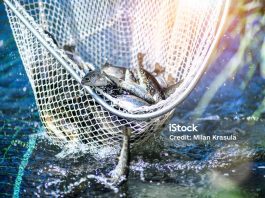 Trouts Fishing With Coopnet Fish Caught Into A Fishing Net