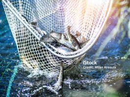 Trouts Fishing With Coopnet Fish Caught Into A Fishing Net