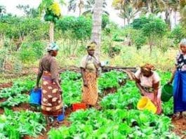 Women In Agriculture Picture Credit; Graphic Online